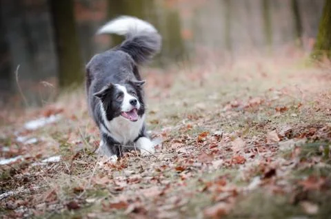 Border collie in the forrest in winter time Stock Photos