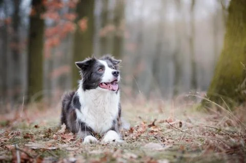 Border collie in the forrest in winter time Stock Photos