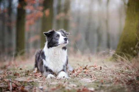 Border collie in the forrest in winter time Stock Photos