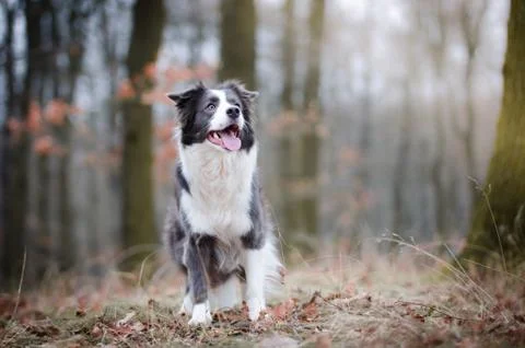 Border collie in the forrest in winter time 库存照片