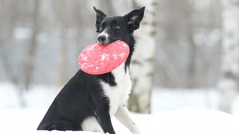 Border collie with frisby disk Stock Footage 88276205
