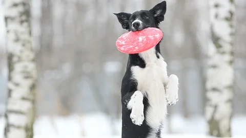 Border collie with frisby disk posing Video stock 88276204