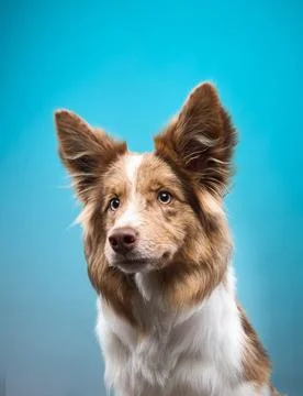 Border Collie front view closeup Stock Photos