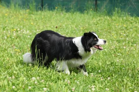 Border collie in the garden Stock Photos