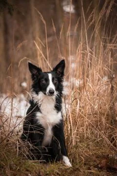 Border collie in grass. 写真素材