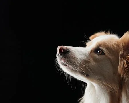 Border collie head in profile Foto stock