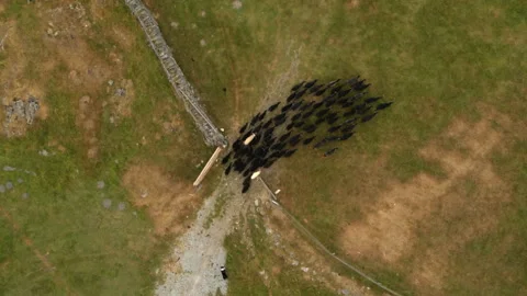 Border collie herding a large cattle drove from an aerial perspective Stock Footage 336807301