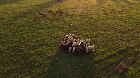 Border Collie herds sheep in the mountains. A green field in the Alps. Shooting Stock Footage 218313895