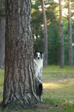 Border Collie hiding behind tree trunk in forest Stock Photos
