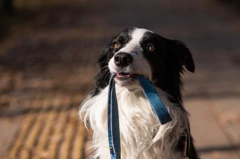 Border collie holding a leash in his mouth on a walk in the autumn park. Stock Photos