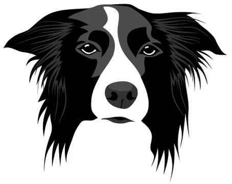 Border collie Stock Illustration