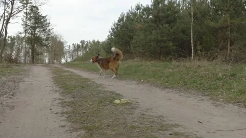 Border Collie jogging along a forest trail, expressing vitality, motion Stock Footage 308998175