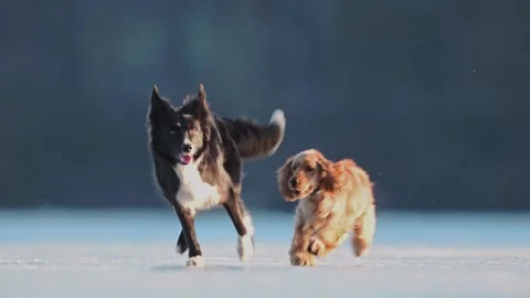 Border Collie joyfully explores a frozen lake, running and playing in the icy Stock Footage 310101063