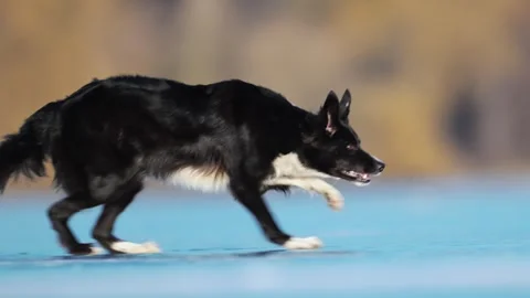 Border Collie joyfully runs and plays on a frozen lake, enjoying the winter ice Stock Footage 304686133