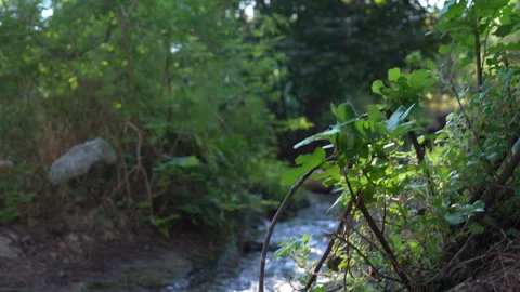 A Border Collie is jumping over a stream Stock Footage 282089166