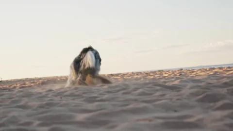 Border Collie jumping playfully on the beach Stock Footage 286272505