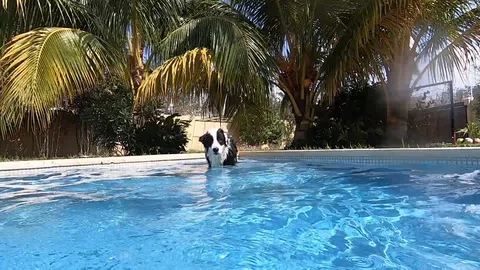 Border collie jumping on a pool Stock Footage 128938008