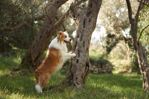 Border Collie jumping on tree trunk outdoors Stock Photos