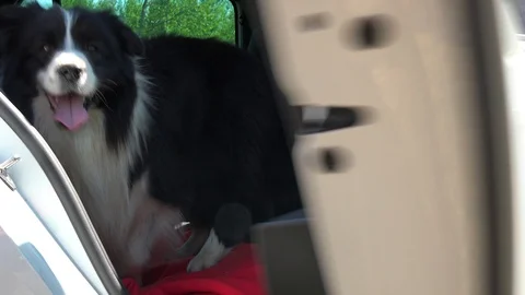 A Border Collie jumps into a car back seat and the owner closes the door - 動画素材 95742361
