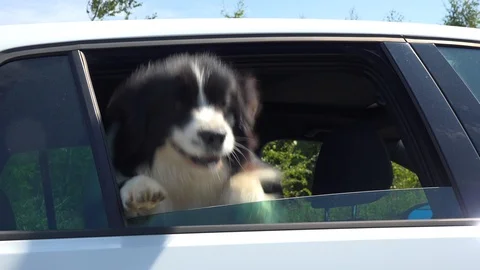 A Border Collie jumps out of a car window - closeup Vídeo Stock 95777520