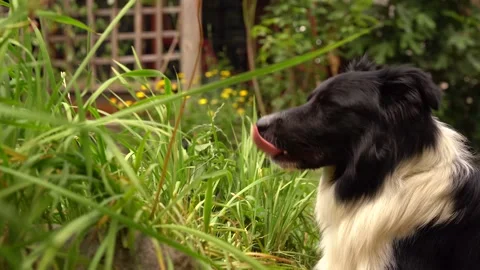 Border collie laying in the grass, black and white happy dog portrait Stock Footage 198941485