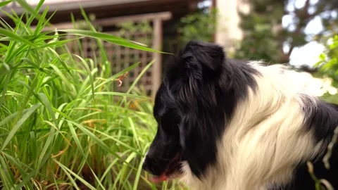 Border collie laying in the grass, black and white happy dog portrait Stock Footage 198942512