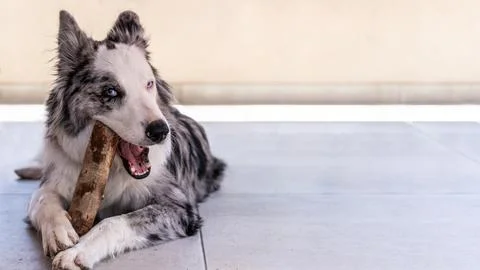 A Border Collie is laying on the ground with a tree trunk in its mouth. Cop.. Stock Photos