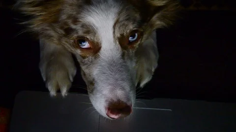 Border collie laying on a laptop opened Video stock 102254083