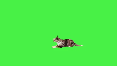 Border Collie lays down and then stands up on a Green Screen, Chroma Key. Stock-Footage 195695490