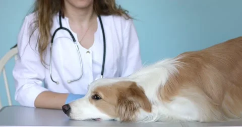 Border Collie lays on table while doctor put on gloves. In Veterinary Clinic. Stock Footage 131880161