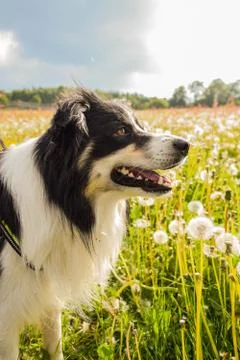 Border Collie in Liberec 写真素材