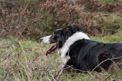 A border collie lies on the ground while herding a flock of sheep Stock Photos