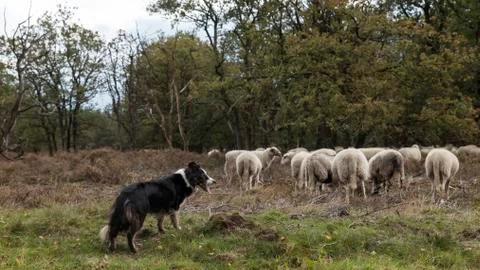 A border collie lies on the ground while herding a flock of sheep Stock Photos
