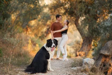 Border Collie looking back at owners Stock Photos