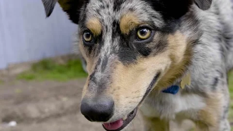 Border collie looking up beyond the camera slow motion Stock Footage 136185749