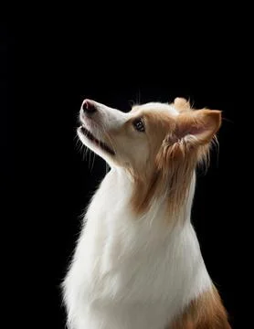 Border collie looking up closeup Stock Photos