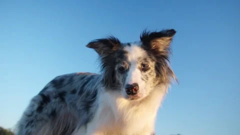 Border Collie looking up curiously at the sky Stock Footage 283569781