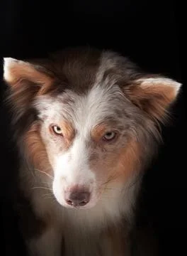 Border Collie looking down with serious expression Stock Photos