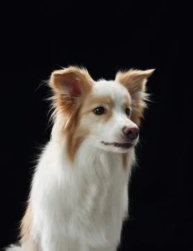 Border collie looking up Stock Photos