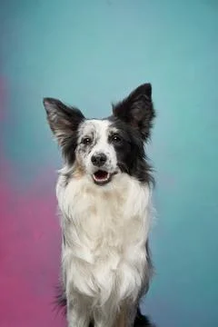 Border Collie looking slightly sideways Stock Photos