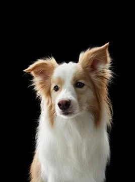 Border collie looking straight Stock Photos