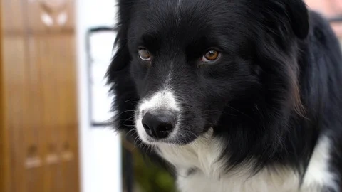 Border collie looks in slow motion Stock Footage 104184735