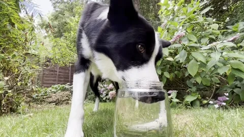 Border Collie Loves Blowing Bubbles, Reading, berkshire, Uk - 16 Jul 2025 Stock Footage 313289532
