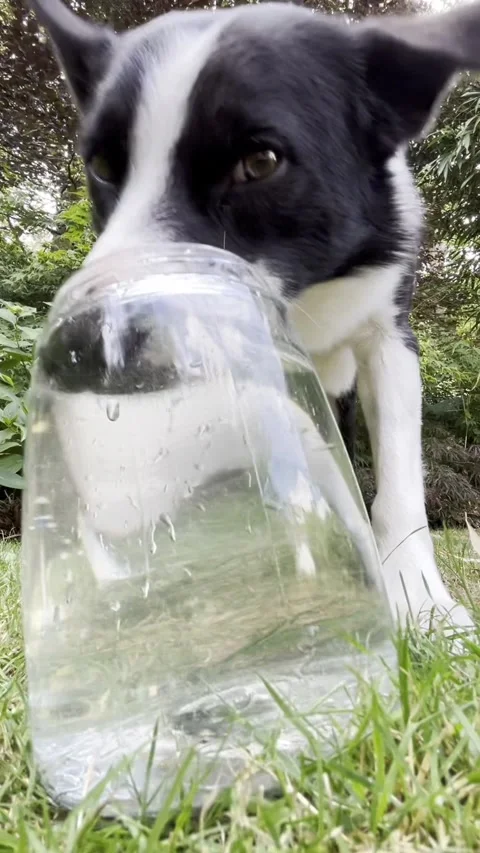 Border Collie Loves Blowing Bubbles, Reading, berkshire, Uk - 16 Jul 2025 Stock Footage 313289534