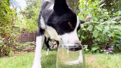 Border Collie Loves Blowing Bubbles, Reading, berkshire, Uk - 17 Jul 2025 Stock Footage 313289536
