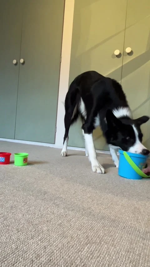 Border Collie Loves Stacking Cups, Berkshire, UK - 26 Dec 2023 Stock Footage 260965941