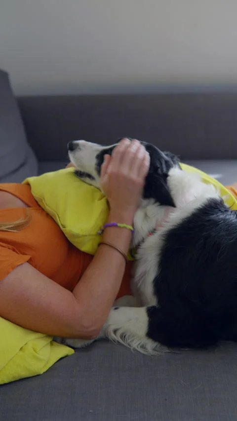 A Border Collie lovingly nuzzles its owner as they relax together. Video stock 346311702