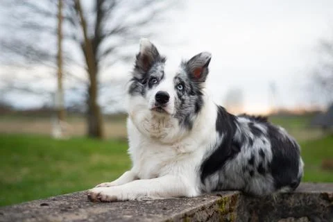 Border collie lying on concrete structures at sunset Stock Photos