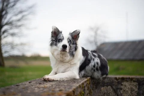 Border collie lying on concrete structures at sunset Stock Photos