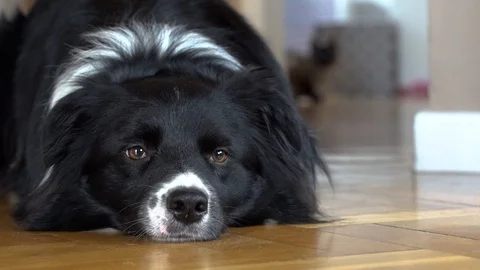 Border Collie is lying on the floor - slow motion Stock Footage 104727303